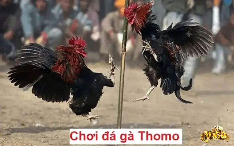 Đá gà Thomo là một hình thức chơi đá gà nổi tiếng được nhiều người yêu thích