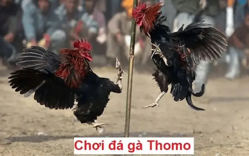 Đá gà Thomo là gì? Kinh nghiệm cá cược đá gà luôn thắng