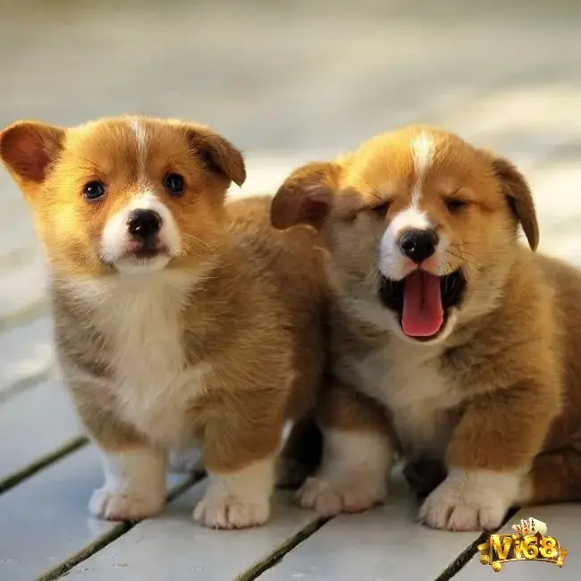 Giấc mơ thấy hai con chó thể hiện cho tình bạn hay các mối quan hệ đồng hành trong cuộc sống của bạn