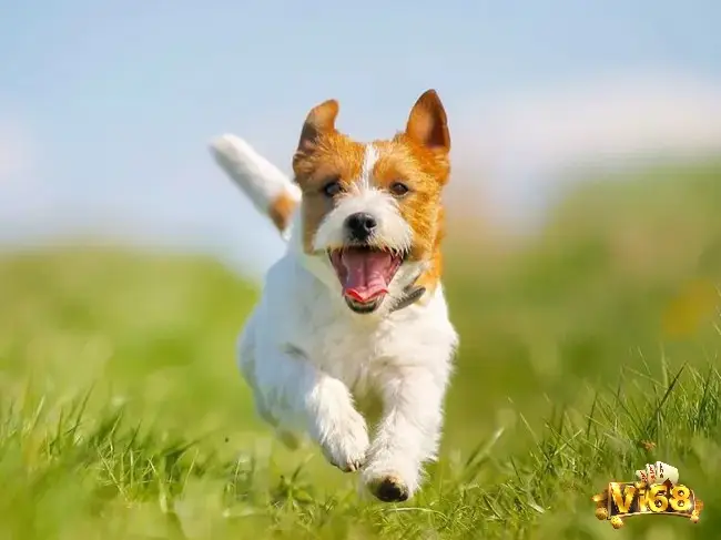 Giải mã giấc mơ thấy chó cùng điềm báo và con số may mắn liên quan