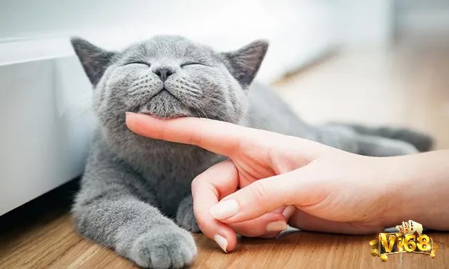 Giấc mơ nhìn thấy mèo có ý nghĩa thể hiện cho những thay đổi về cảm xúc và năng lượng trong bạn