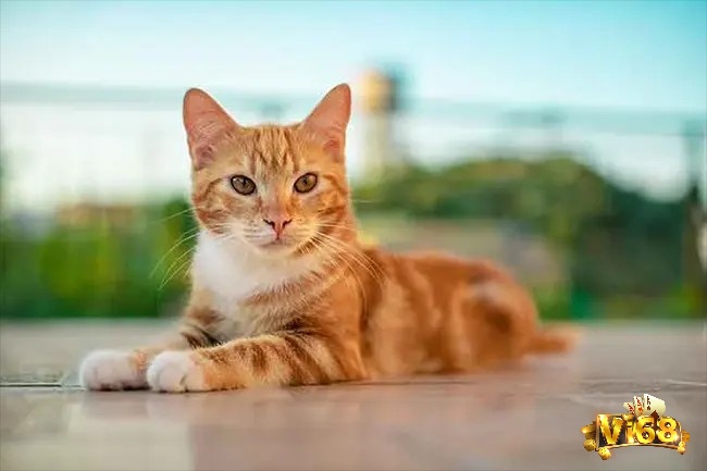Giấc mơ thấy mèo vàng là điềm báo về tài lộc cùng vận may và sự sung túc trong cuộc sống