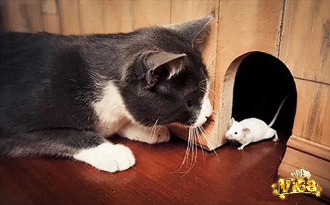 Mơ thấy mèo bắt chuột là điềm báo tích cực về sự chiến thắng và khôn ngoan của bạn