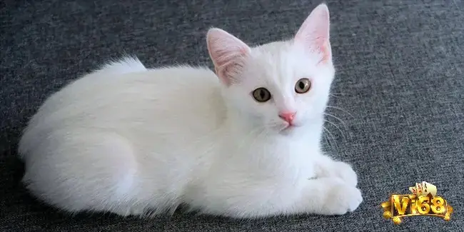 Giấc mơ nhìn thấy mèo mang đến cho bạn nhiều con số may mắn liên quan mỗi ngày