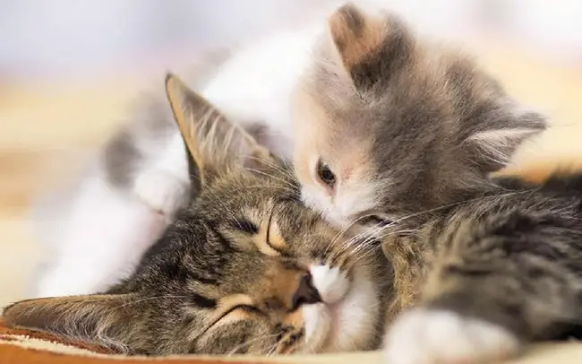 Mơ thấy mèo điềm gì? Giải mã chi tiết và con số may mắn