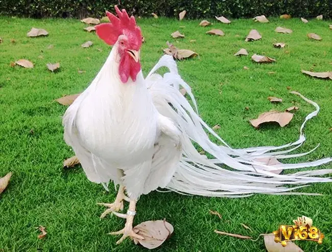 Giấc mơ thấy gà có ý nghĩa liên quan đến công danh và các mối quan hệ trong xã hội của bạn