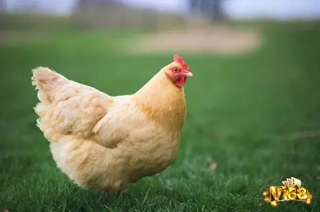 Giấc mơ thấy gà mái có ý nghĩa liên quan đến gia đình và sự hạnh phúc