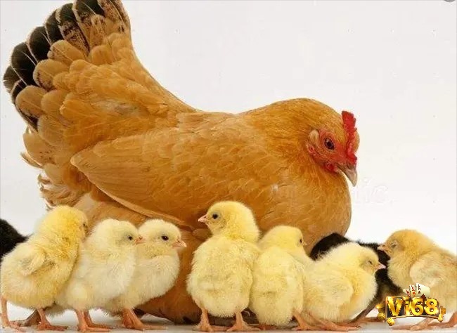 Giải mã giấc mơ thấy gà mang đến cho bạn nhiều con số may mắn mỗi ngày