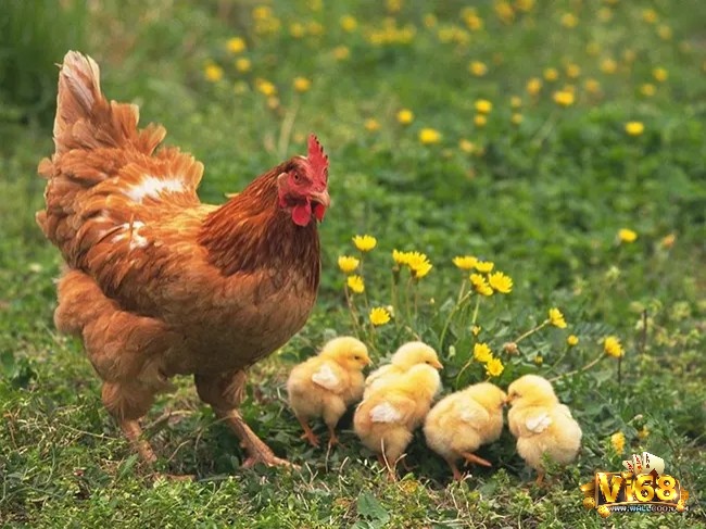 Giải mã giấc mơ thấy gà cùng điềm báo và con số may mắn liên quan