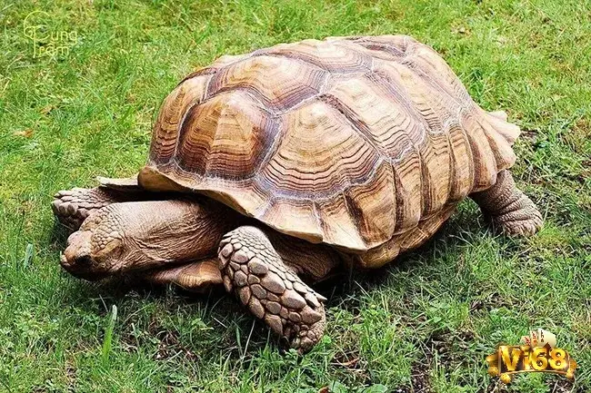 Giấc mơ thấy rùa có ý nghĩa liên quan quan đến sự cân bằng yếu tố âm dương và năng lượng trong cuộc sống