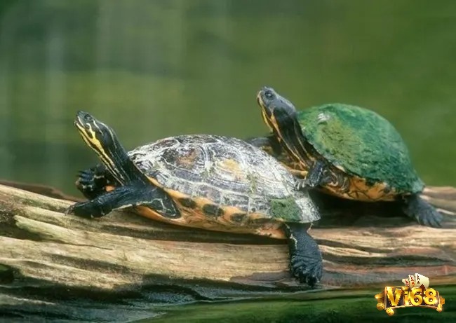 Giấc mơ thấy hai con rua có ý nghĩa liên quan đến chuyện tình cảm cùng các mối quan hệ trong cuộc sống