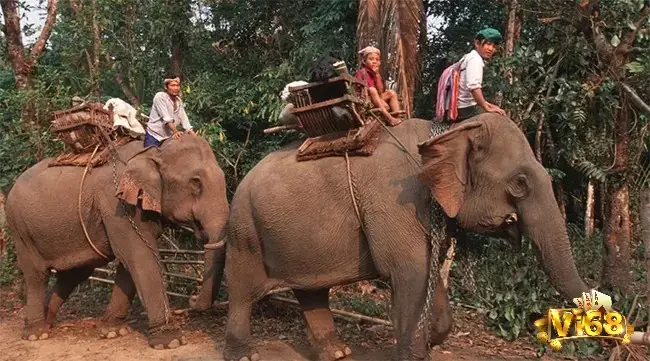 Giấc mơ thấy mình đang cưỡi voi thể hiện cho việc bạn đang kiểm soát tốt cuộc sống của mình